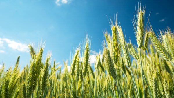 Green and yellow ears of triticale against the sky