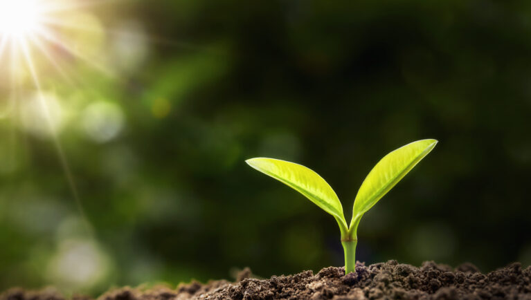 young plant growing in morning light. agriculture
