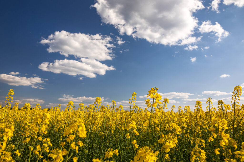 Yellow rapeseed field in the field and picturesque sky with white clouds. Blooming yellow canola flower meadows.