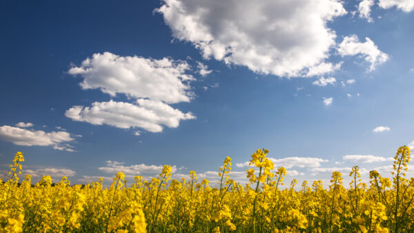Yellow rapeseed field in the field and picturesque sky with white clouds. Blooming yellow canola flower meadows.