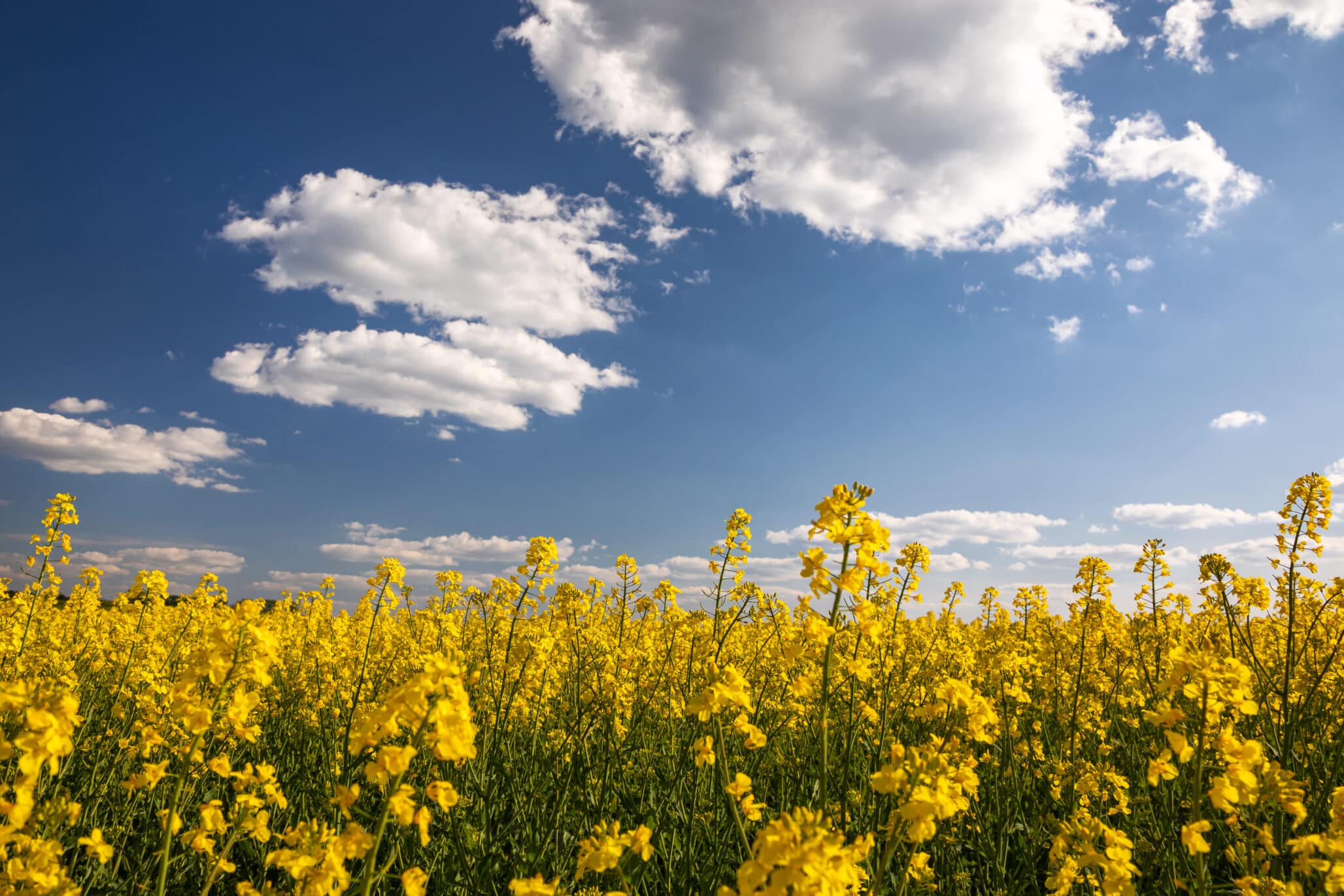 Yellow rapeseed field in the field and picturesque sky with white clouds. Blooming yellow canola flower meadows.