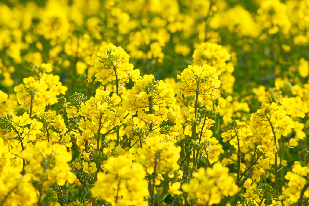 Rapeseed (Brassica napus)
