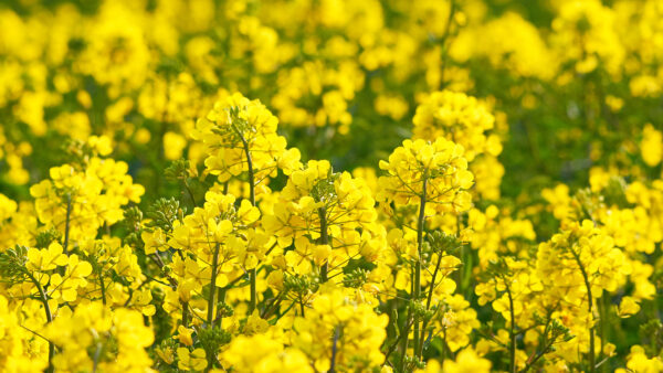 Rapeseed (Brassica napus)