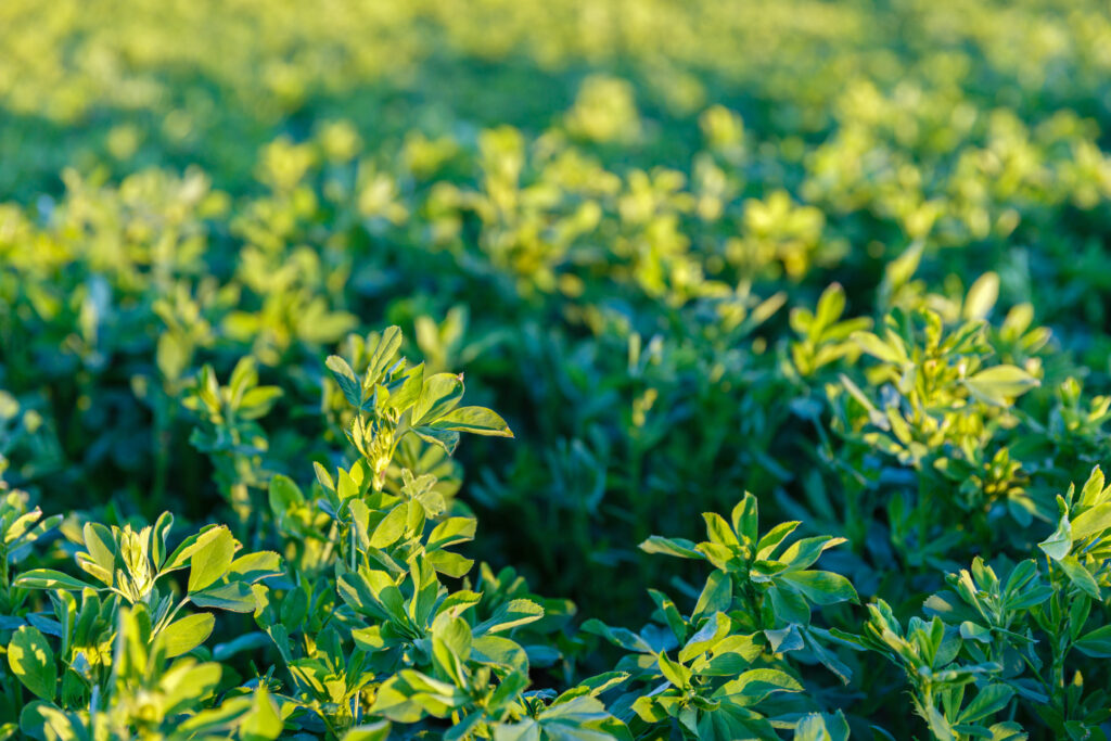 culture alfalfa field at spring
