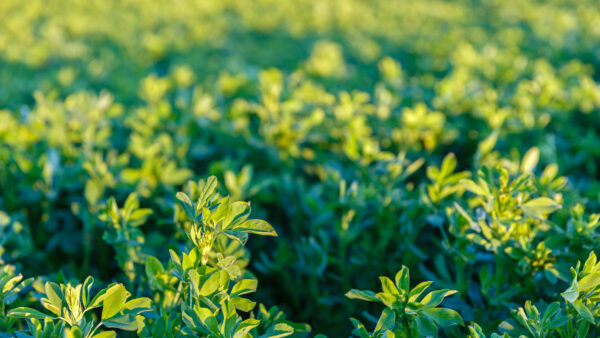 culture alfalfa field at spring