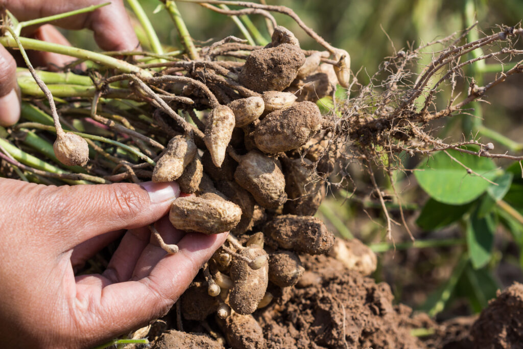 farmer harvest peanut