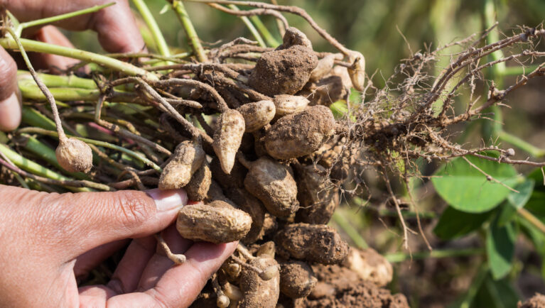 Ген дикого арахиса усиливает защиту культурных растений