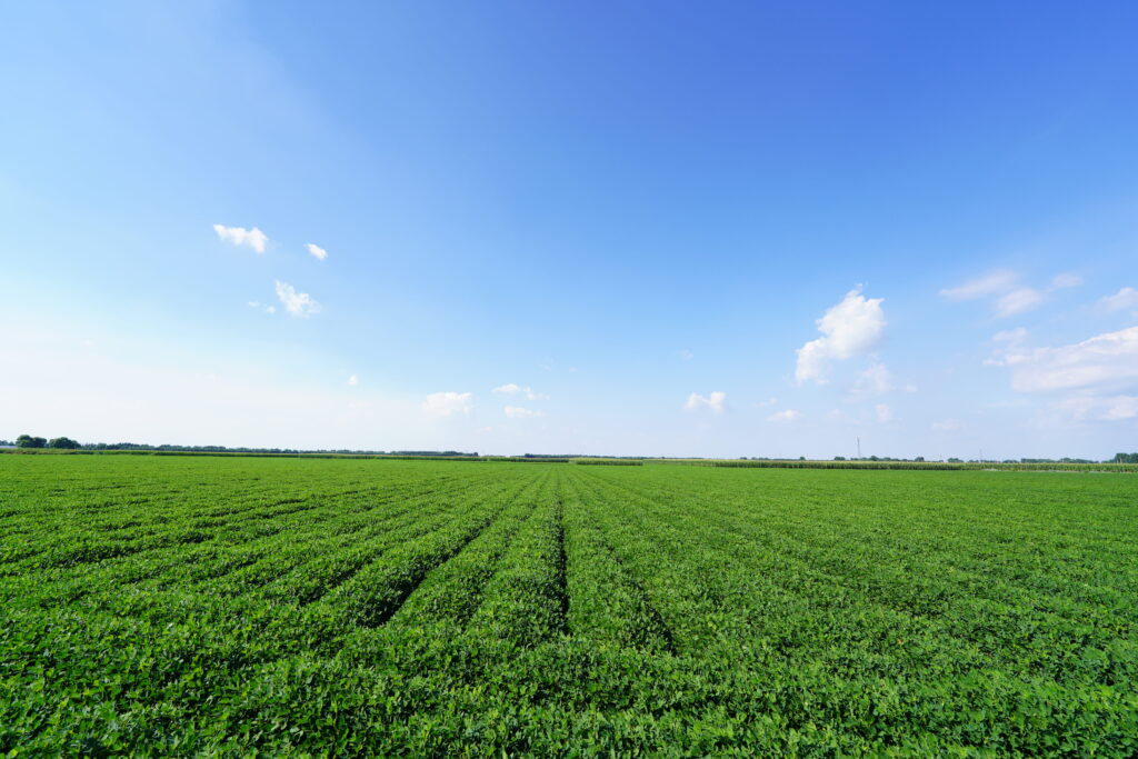 The fields of peanuts