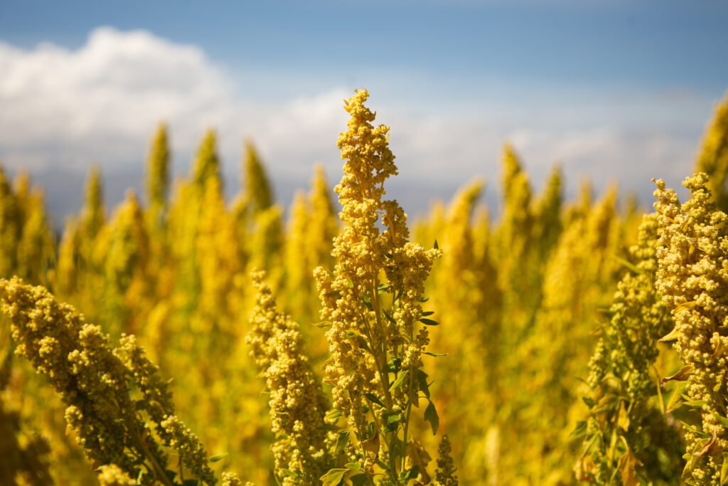 Quinoa plant fields
