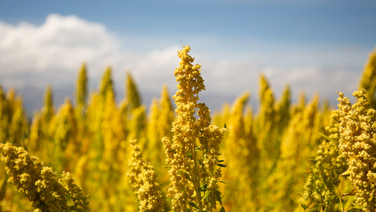 Киноа: половина воды и конкурентные урожаи