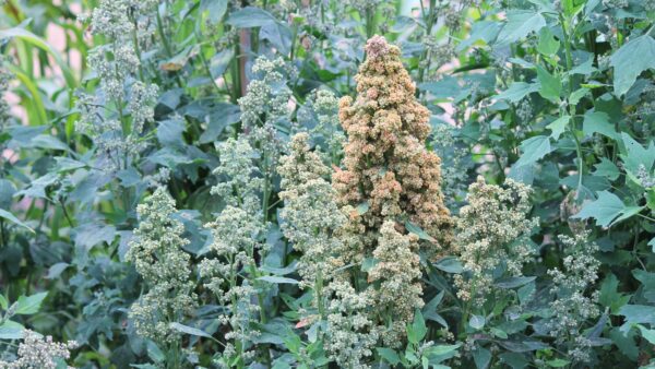 Quinoa plant growing background superfood sprouted quinoa seed food crop grows at farm