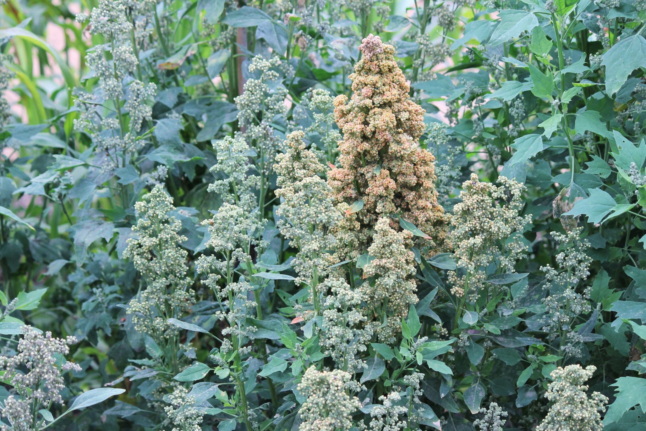 Half the water, competitive yields: INTA advances quinoa irrigation research
