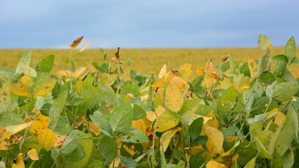 Soy plantation with yellowing and rusting leaves.