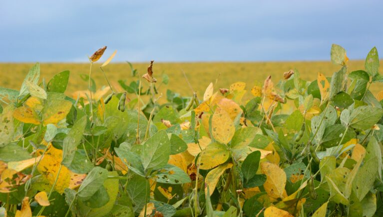 Soy plantation with yellowing and rusting leaves.