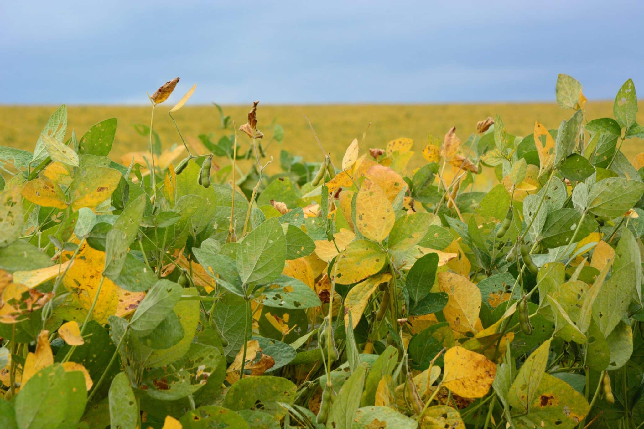Three-Year UK Award Funds Soybean Rust Resistance Research