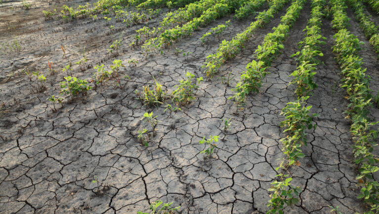 Поля Европы могут страдать от засух даже при росте осадков