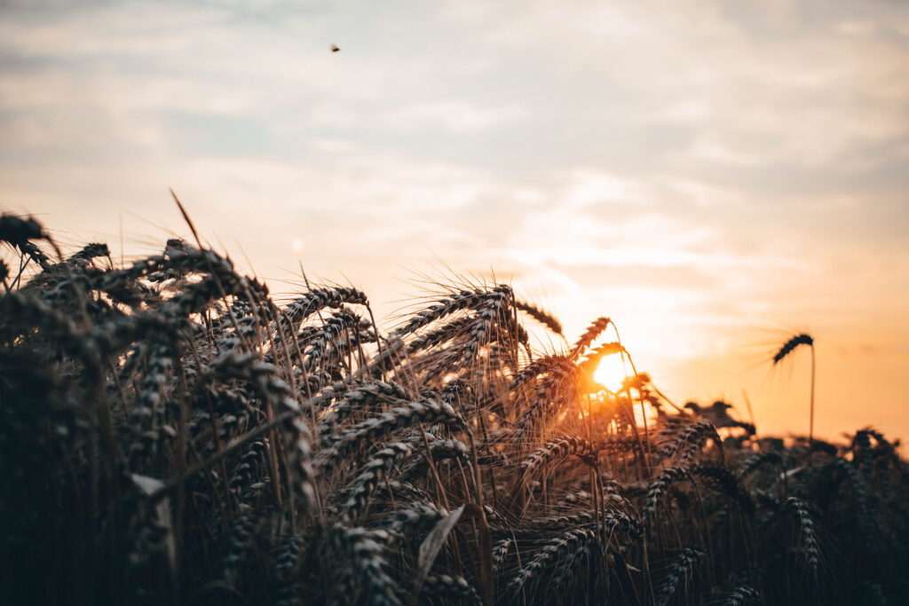 Peeking look at the sunset wheat field with an ecosystem consisting of bugs and insects.