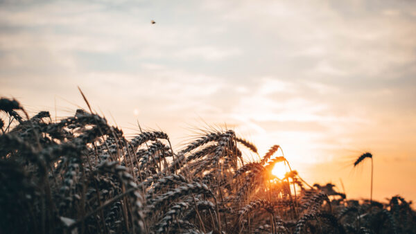Peeking look at the sunset wheat field with an ecosystem consisting of bugs and insects.