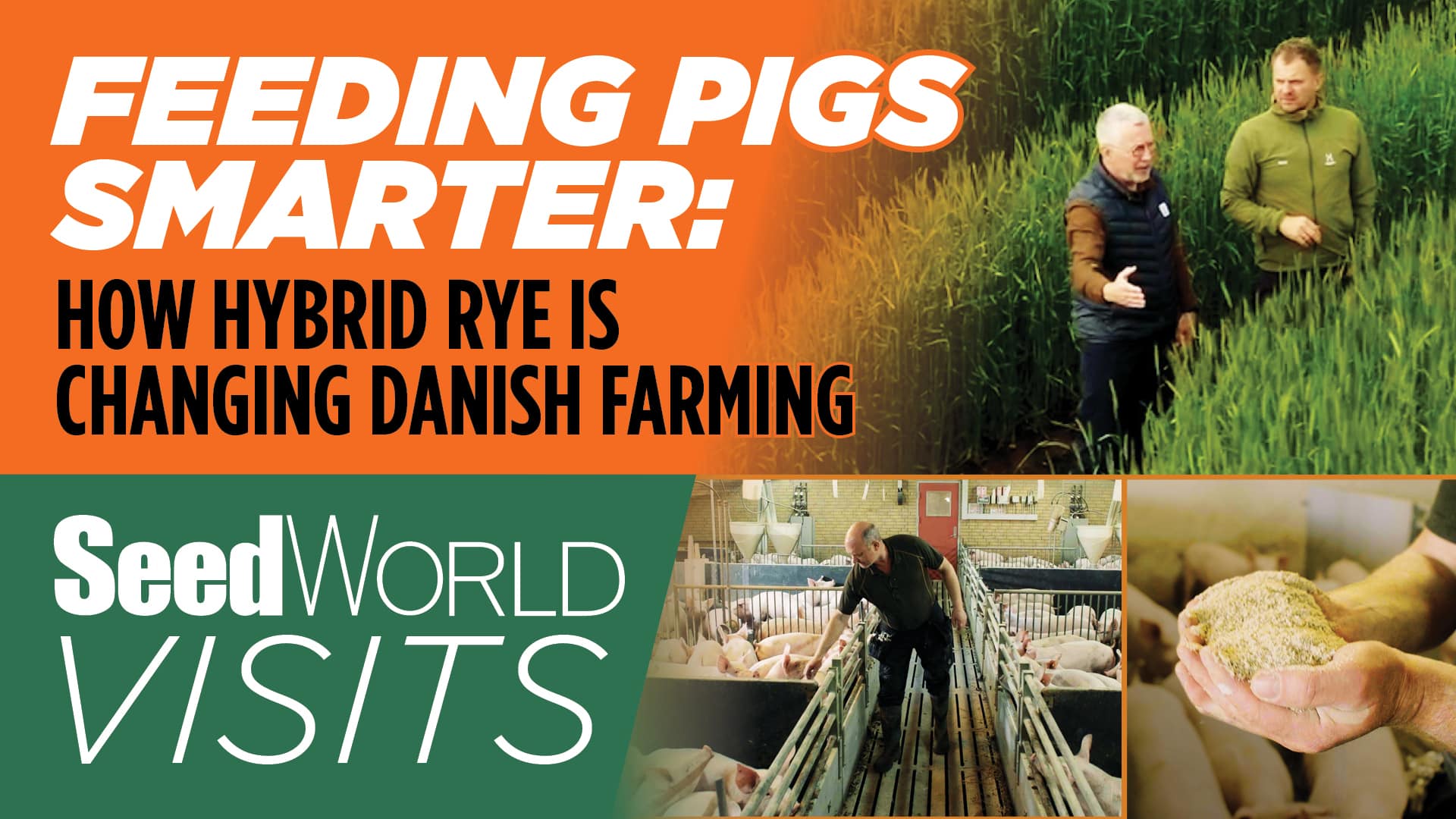 Feeding Pigs Smarter: How Hybrid Rye Is Changing Danish Farming