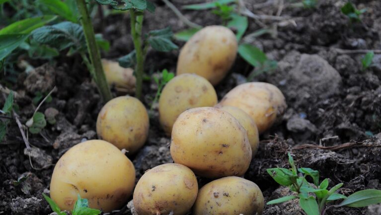 Как сточные воды могут заменить удобрения в сельском хозяйстве