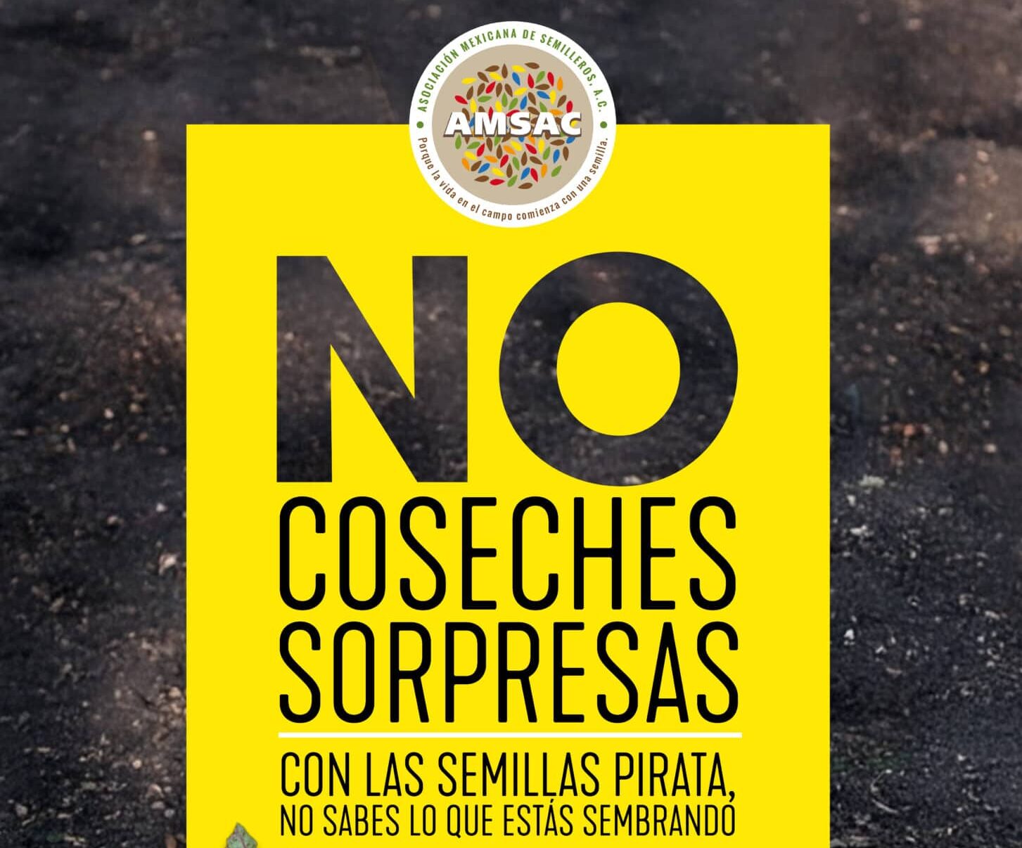 Combatiendo la Piratería de Semillas para Proteger la Productividad Agrícola de México