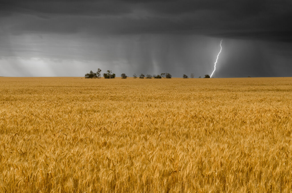 Lightening and dark sky over the wheat field