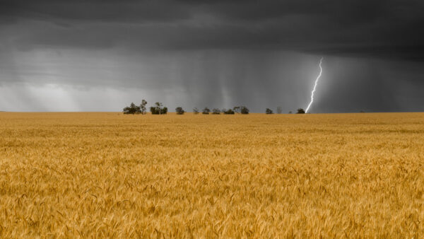 Lightening and dark sky over the wheat field