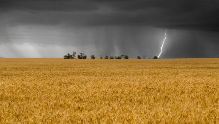 Lightening and dark sky over the wheat field