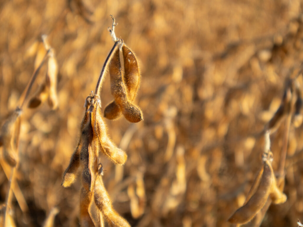 Dry soybeans hang from stalks in a farm field