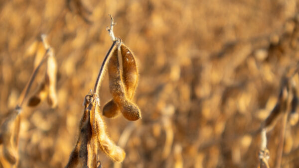 Dry soybeans hang from stalks in a farm field