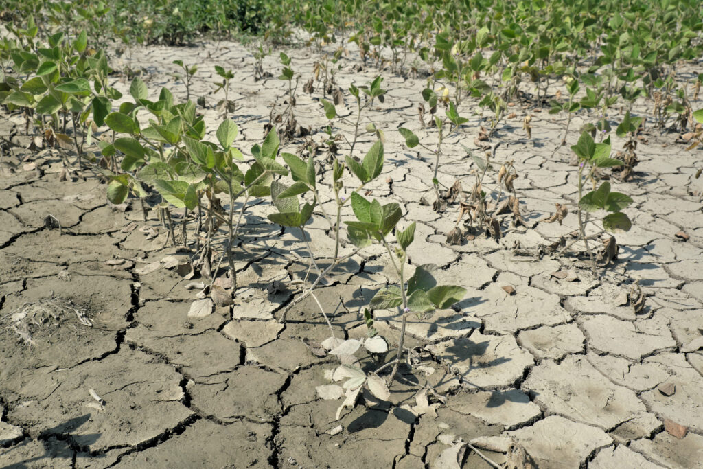 Drought after flood in soy bean field with cracked land