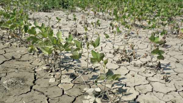 Drought after flood in soy bean field with cracked land