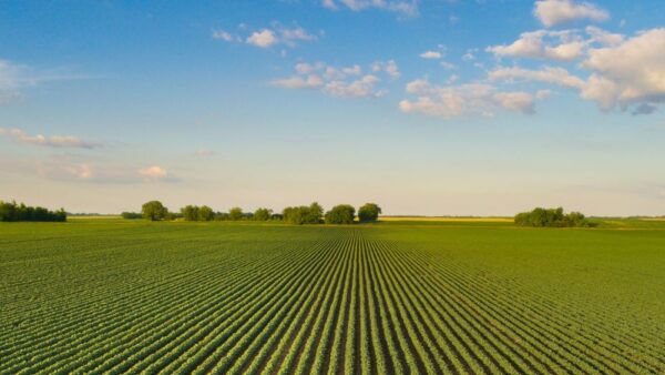 Landscape of soybean field