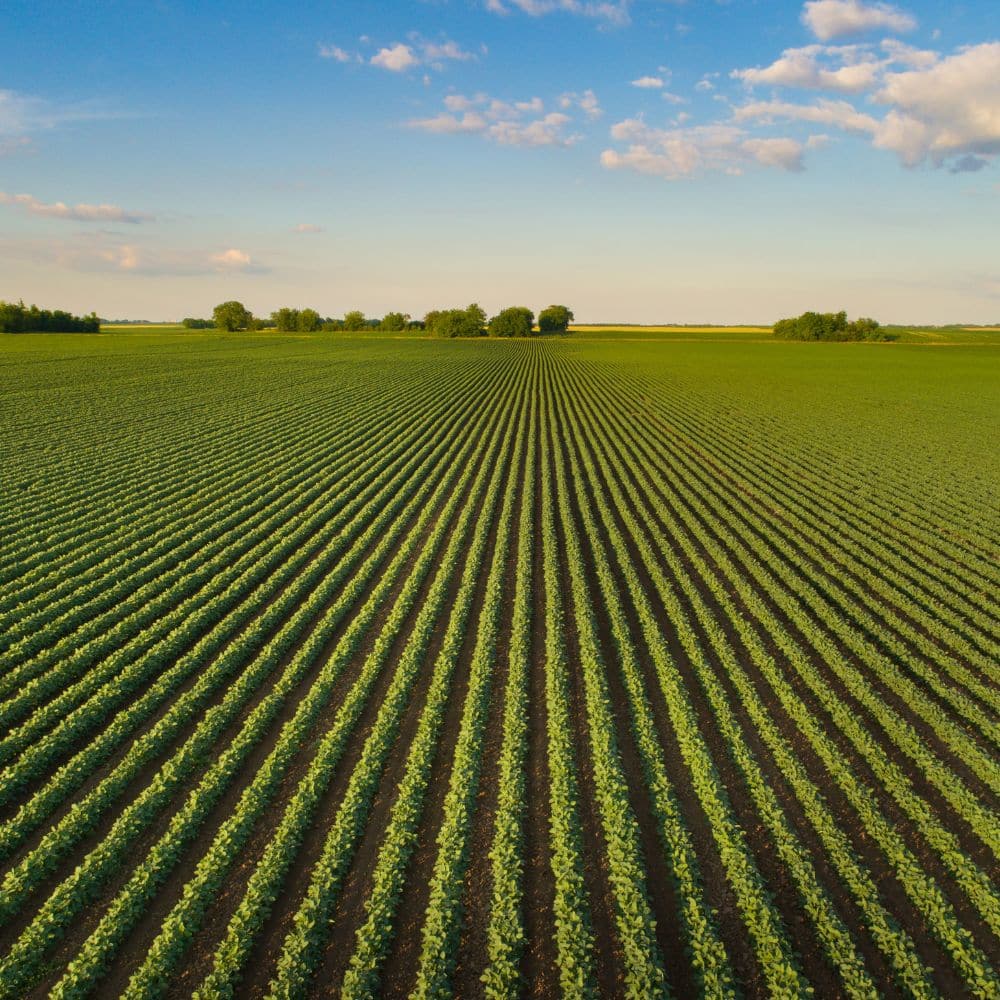 Landscape of soybean field