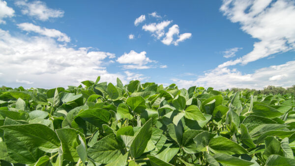 Close up photo of soy field
