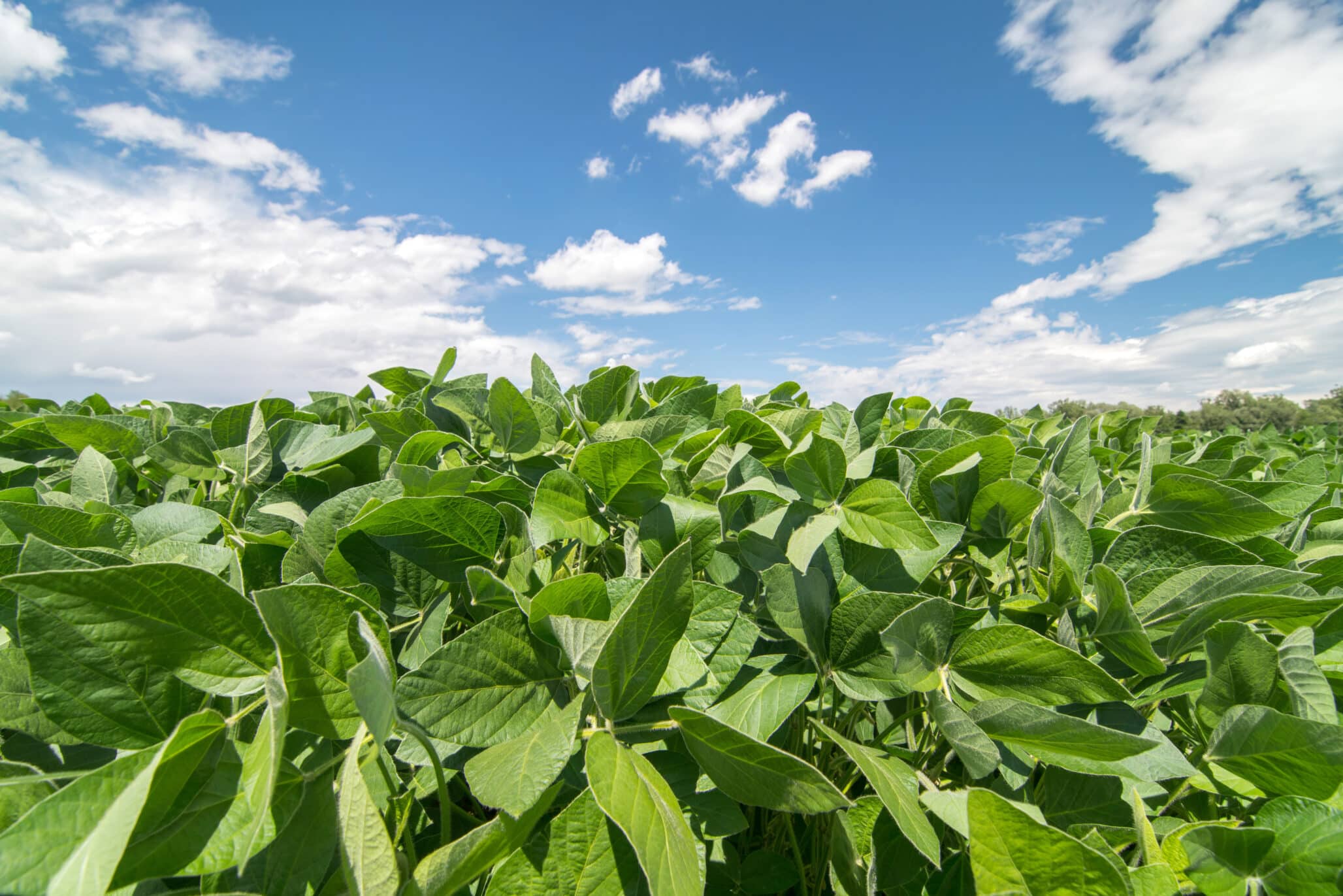 Close up photo of soy field