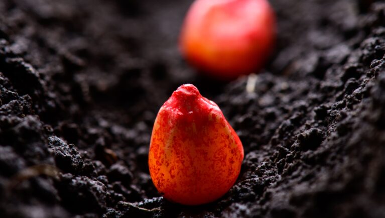 Поддержка фермеров: африканский опыт для России