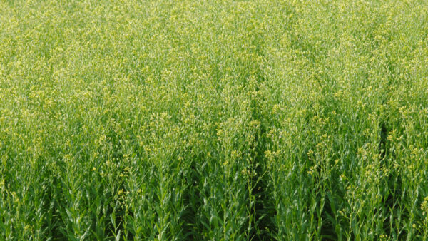 Leindotter, Camelina sativa