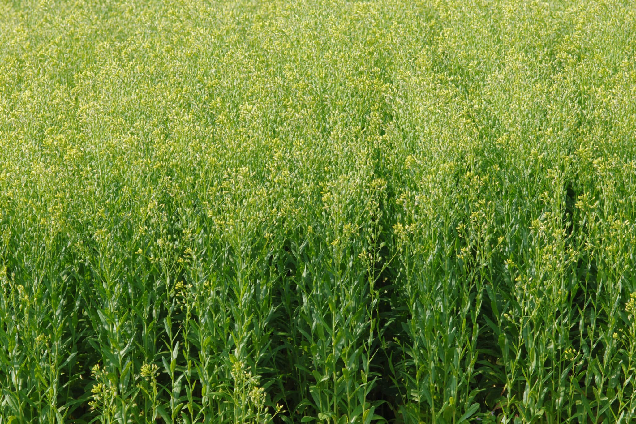 New Research Reveals Camelina’s Climate Adaptation Potential