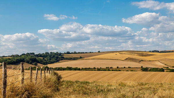Looking out over farmland in Sussex on a hot summer's day