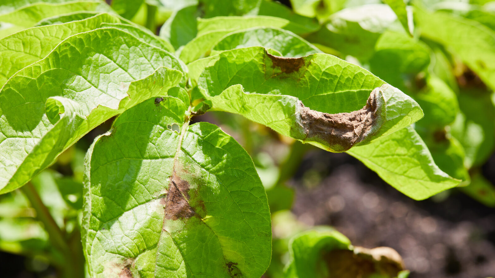 Potato plant has got ill with Phytophthora (Phytophthora Infestans). Potato plant has got sick by late blight, agriculture