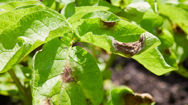 Potato plant has got ill with Phytophthora (Phytophthora Infestans). Potato plant has got sick by late blight, agriculture