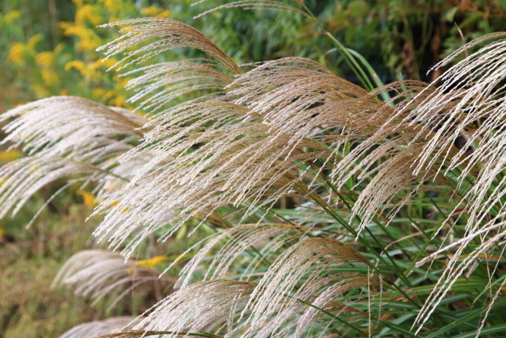 japanese silver grass