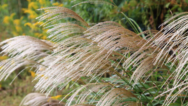 japanese silver grass