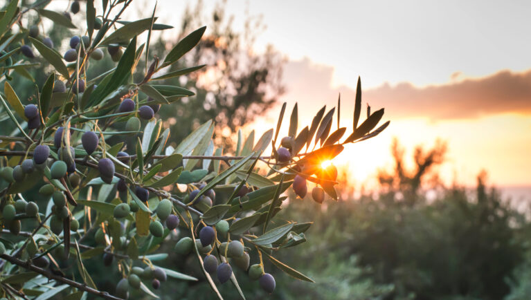 Olive trees on sunset