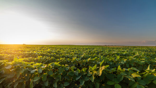 Open soybean field at sunset.