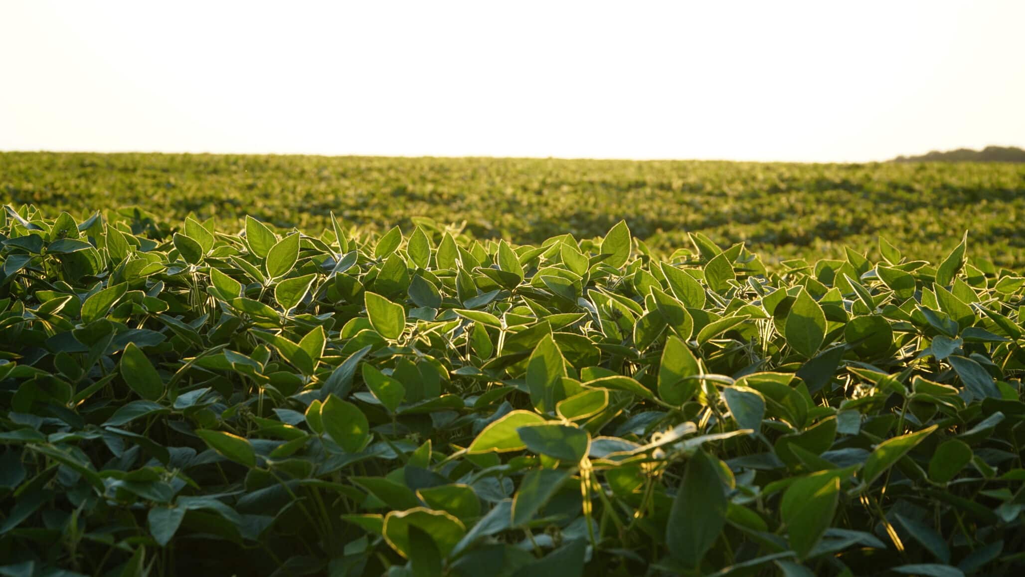 Brazilian Scientists Develop AI Platform to Predict Asian Soybean Rust