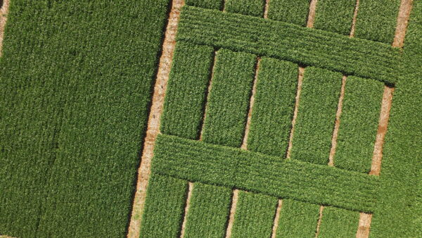 Aerial image of an experimental soybean area with several plots