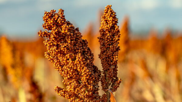 Closeup of a sorghum plant growing in a field