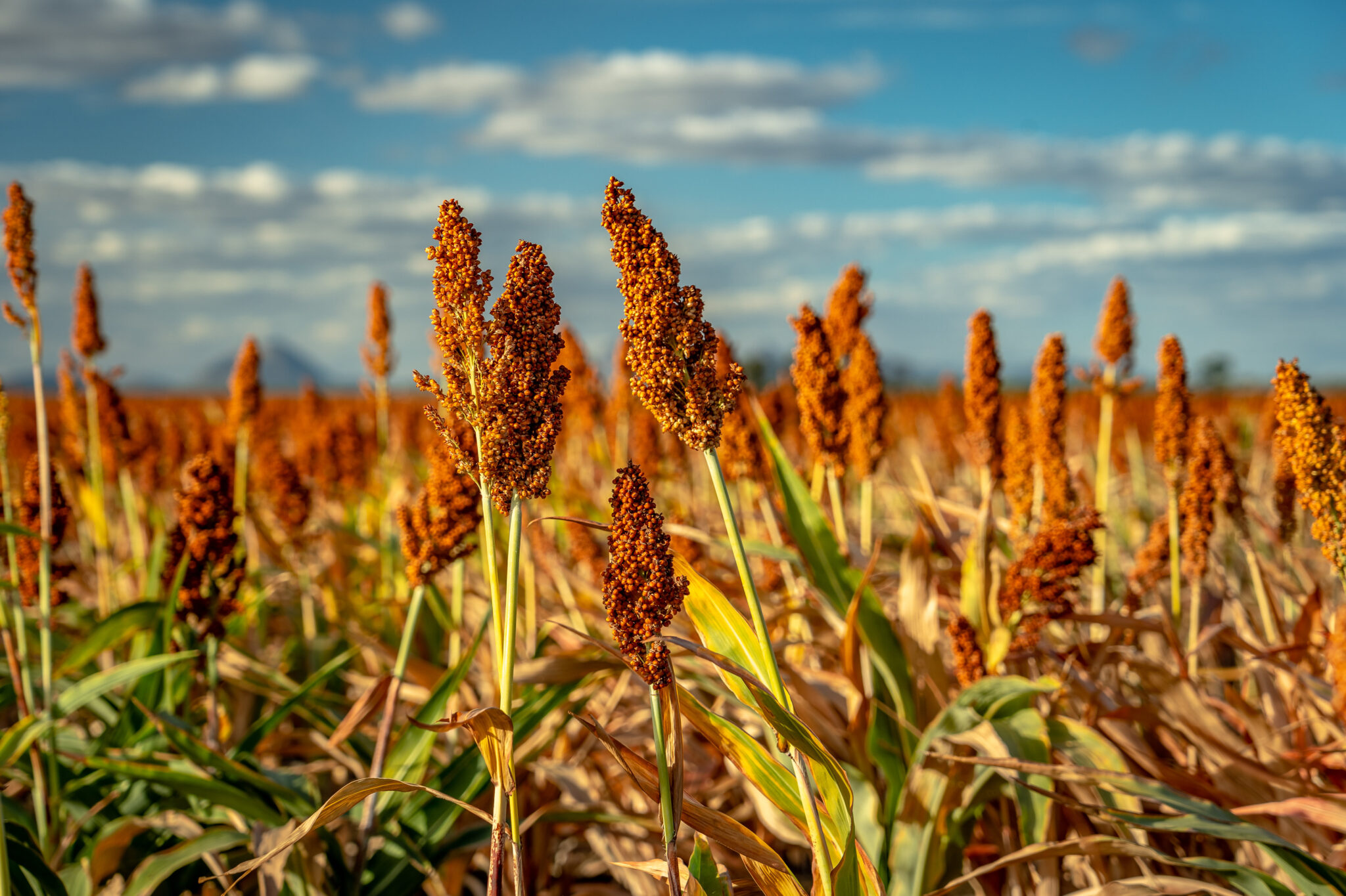 Embrapa’s New Sorghum Hybrid Targets Silage, Biogas, and Energy ...